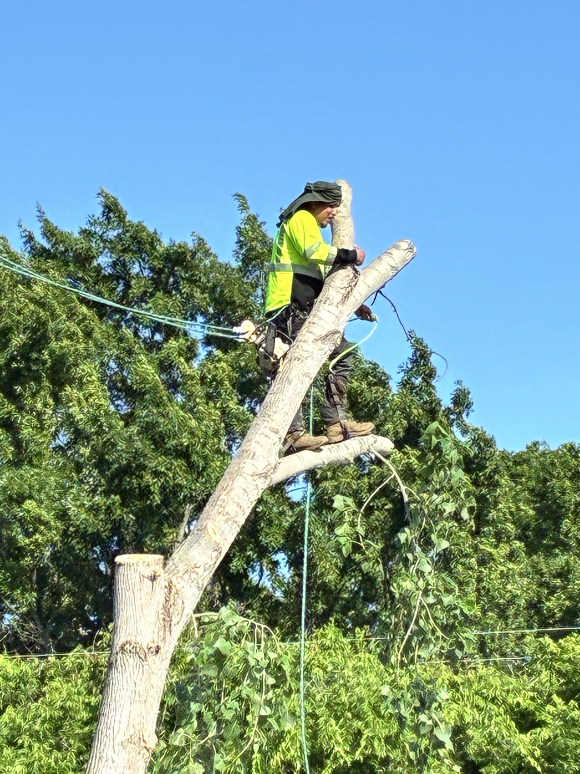 Hunters Tree Solutions climber roped into a topped tree during a removal in Rockwall, TX