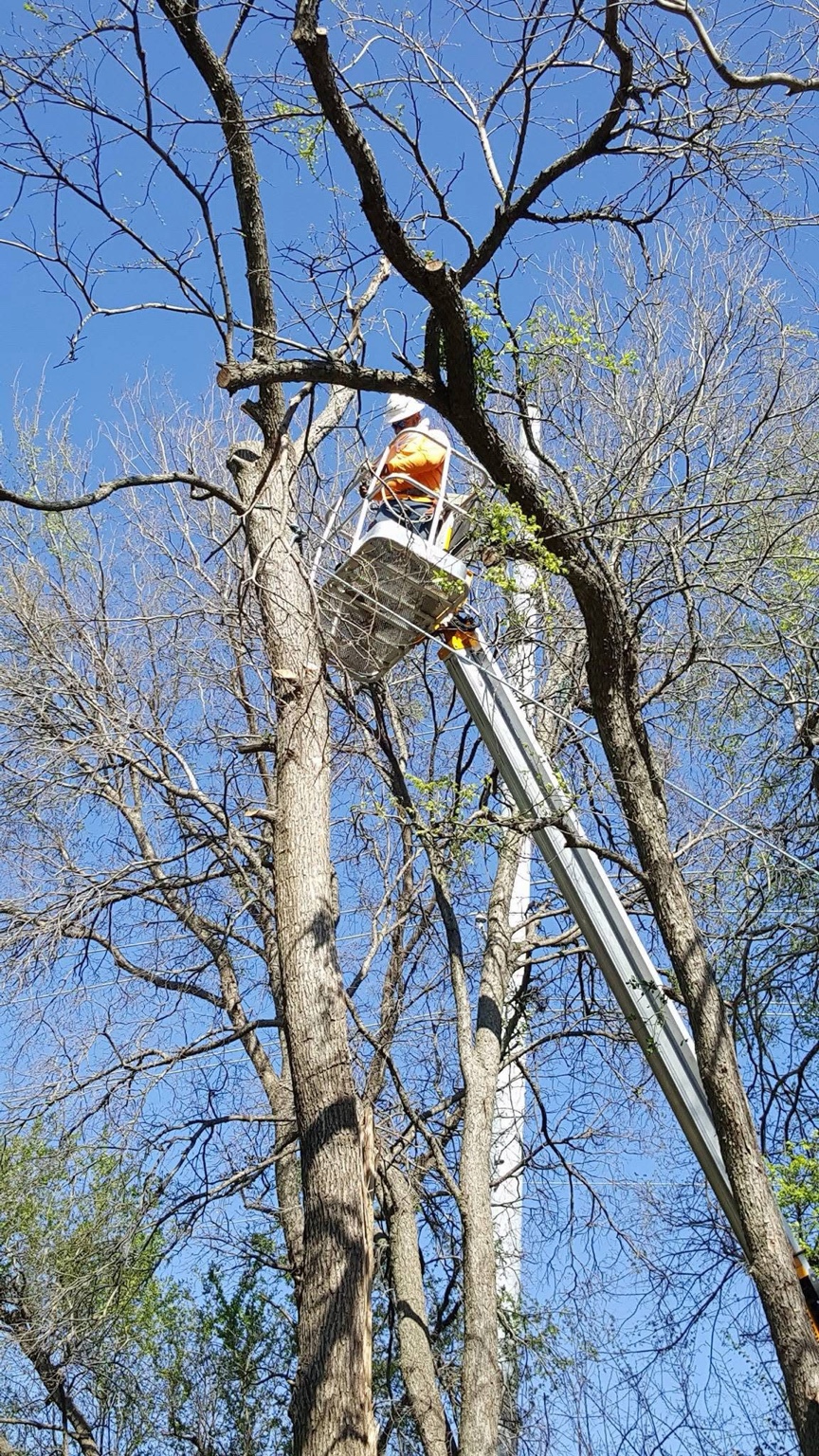 Aerial lift trimming high limbs from a pecan tree in Rockwall, TX