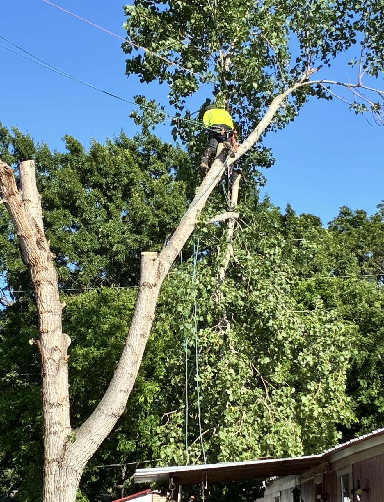 Climber sectioning a tall cottonwood over a house roof in Rowlett, TX